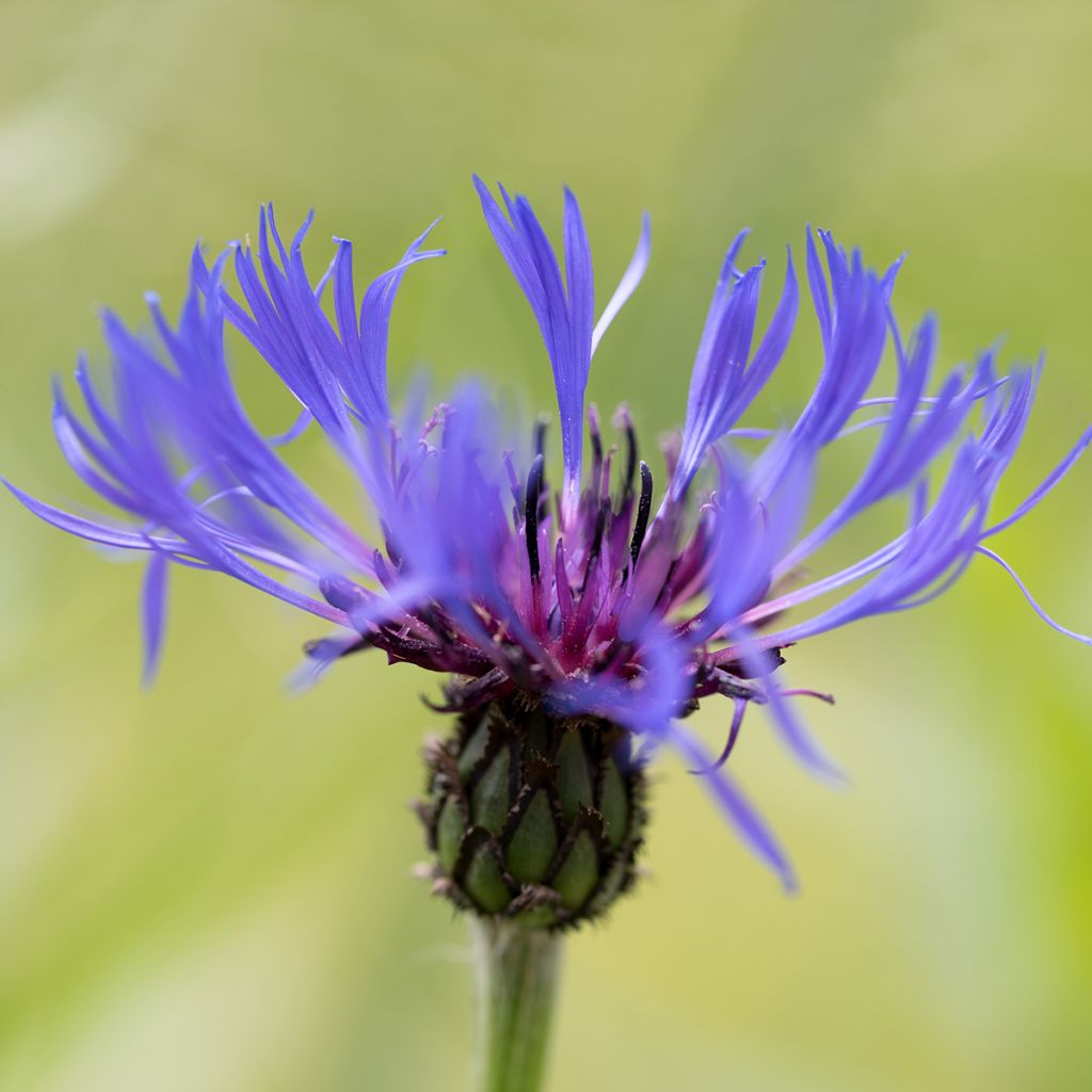 Centaurea triumfettii subsp. cana - Squarrose knapweed