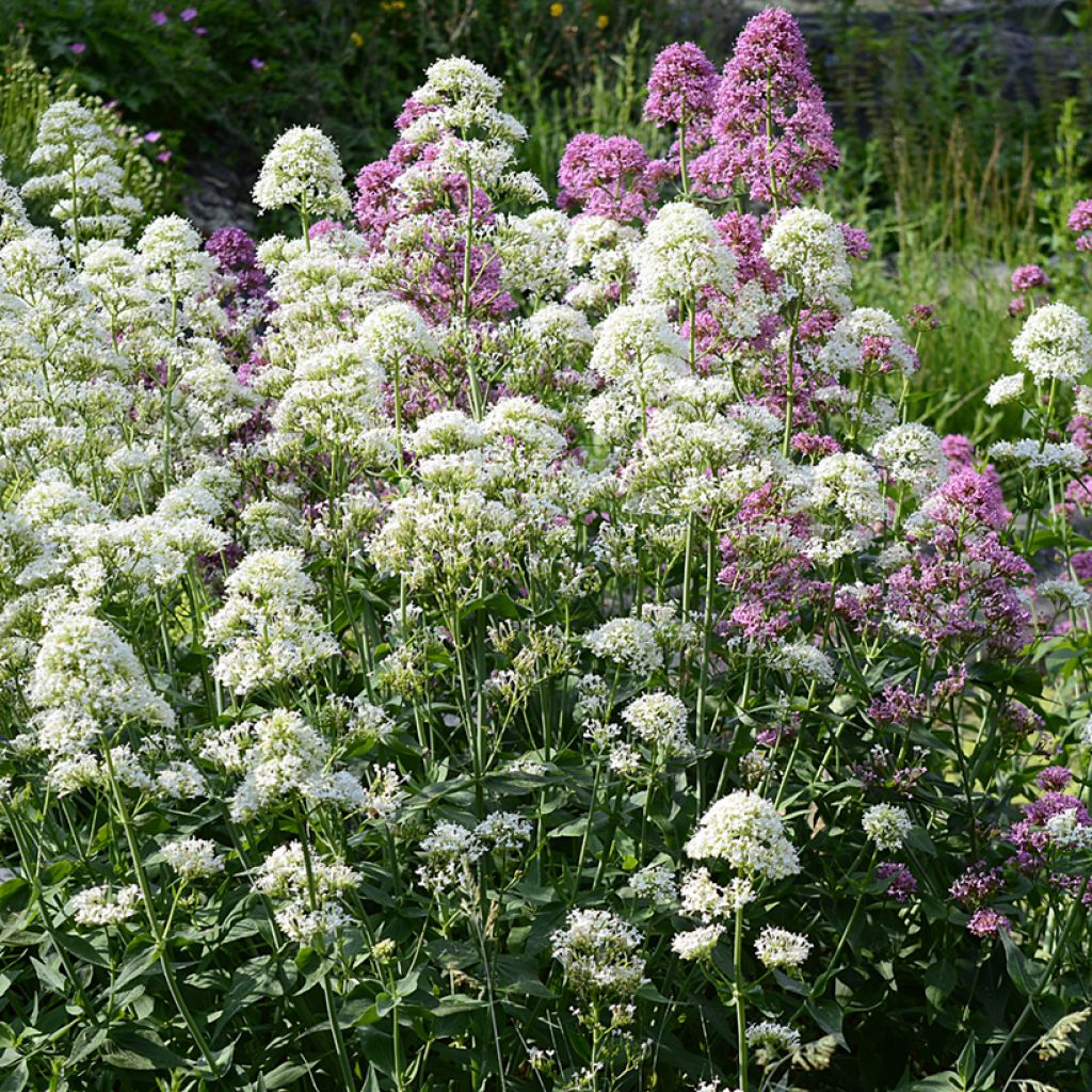 Centranthus ruber Albus