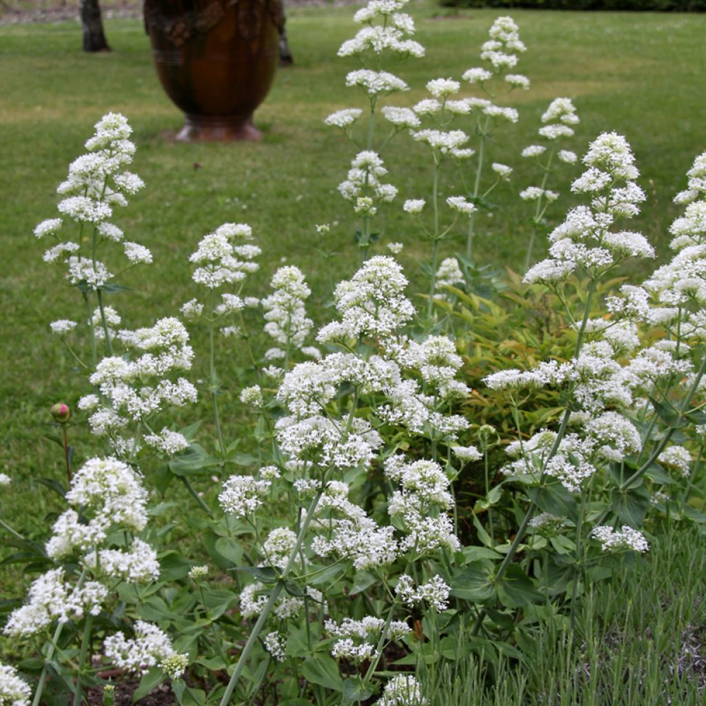 Centranthus ruber Albus
