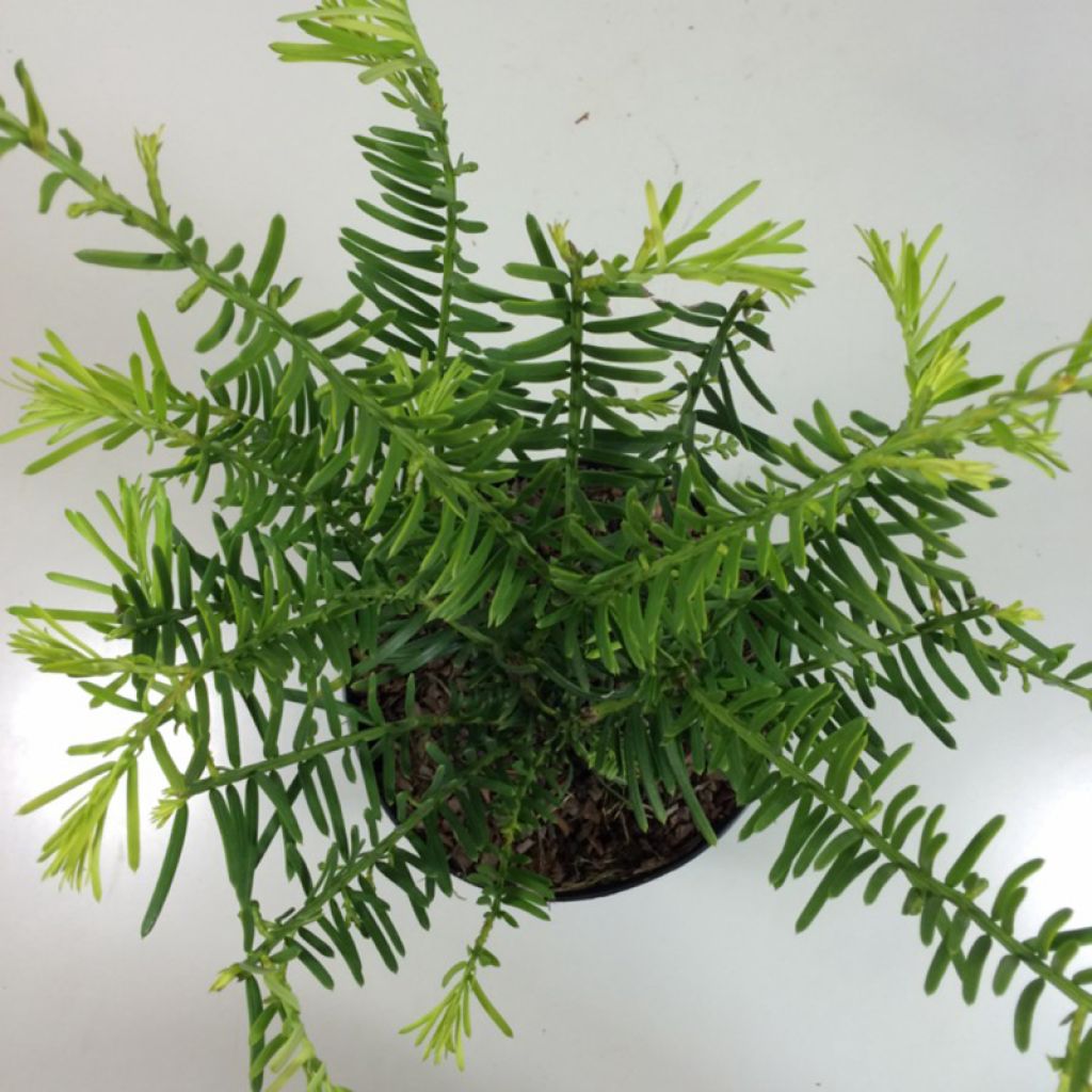 Cephalotaxus fortunei Prostrata - Pin chinois à queue de vache nain.
