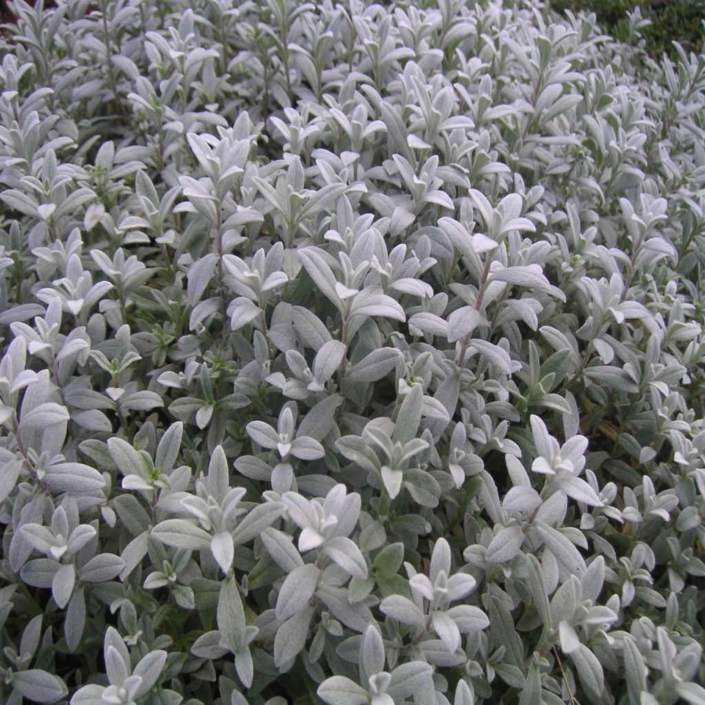 Cerastium biebersteinii