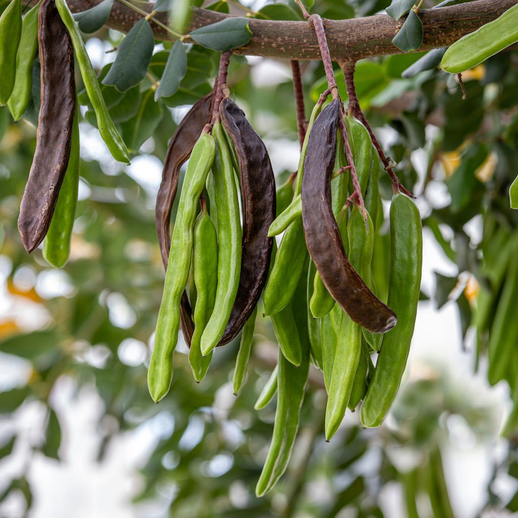 Ceratonia siliqua seeds - Carob tree