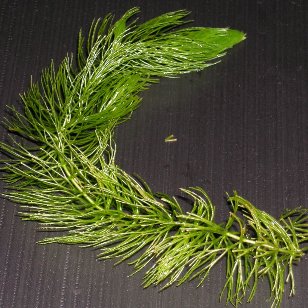 Ceratophyllum demersum - Submerged Hornwort