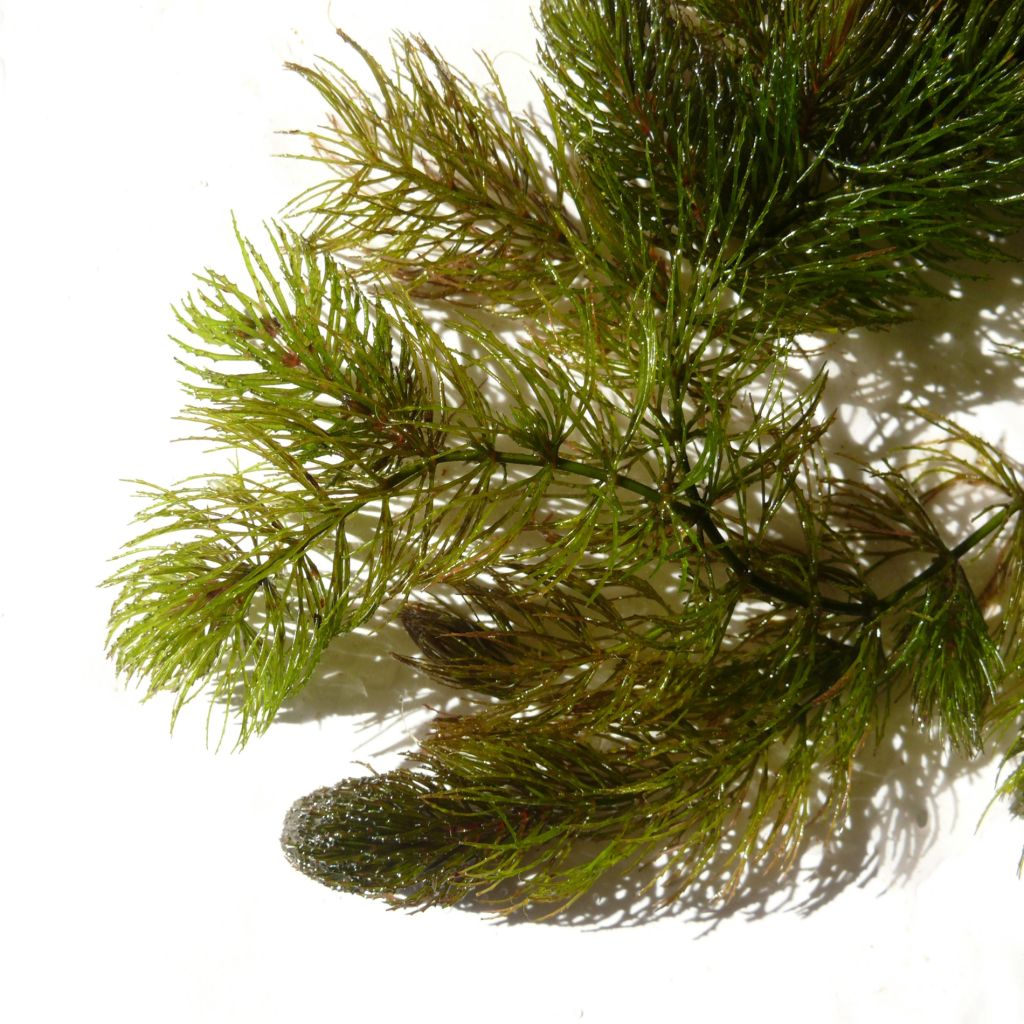 Ceratophyllum demersum - Submerged Hornwort