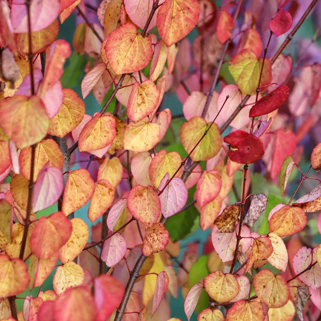 Cercidiphyllum japonicum seeds - Katsura tree
