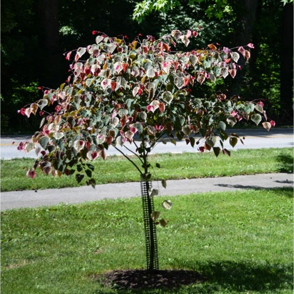 Cercis canadensis Carolina Sweetheart - Eastern Redbud