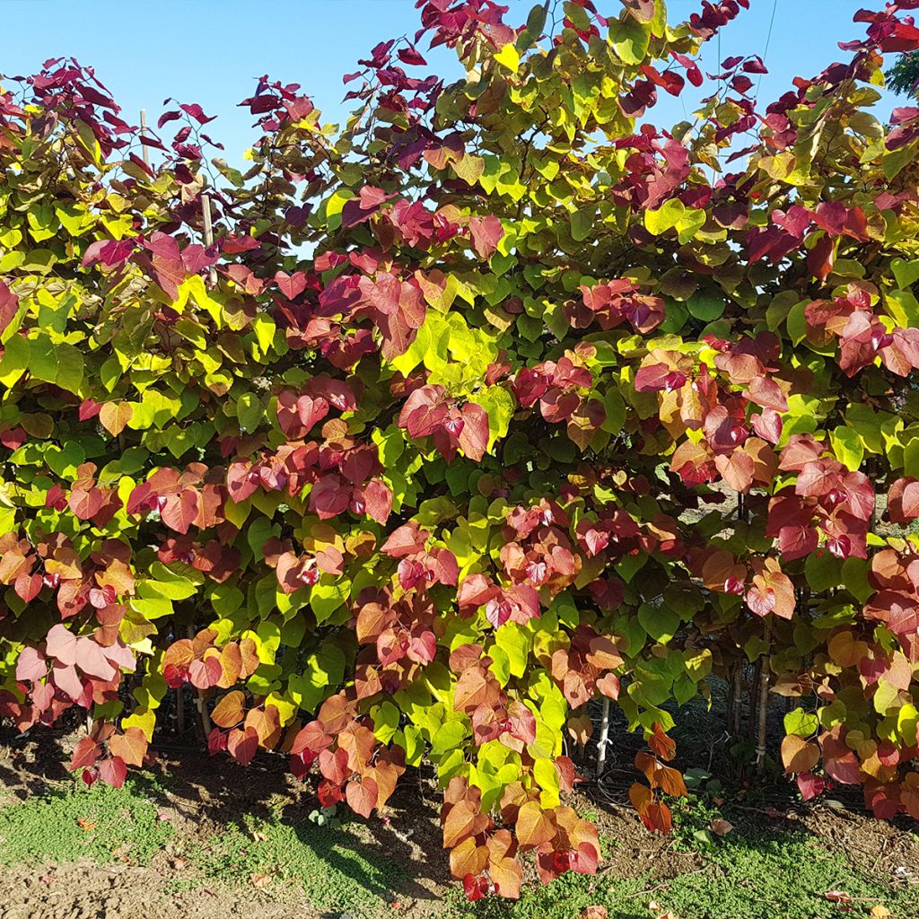 Cercis canadensis Eternal Flame - Eastern Redbud