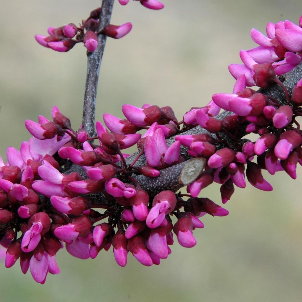 Cercis canadensis var.texensis Merlot - Eastern Redbud