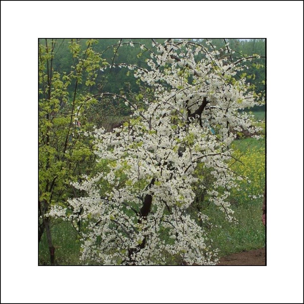 Cercis canadensis Vanilla Twist - Eastern Redbud