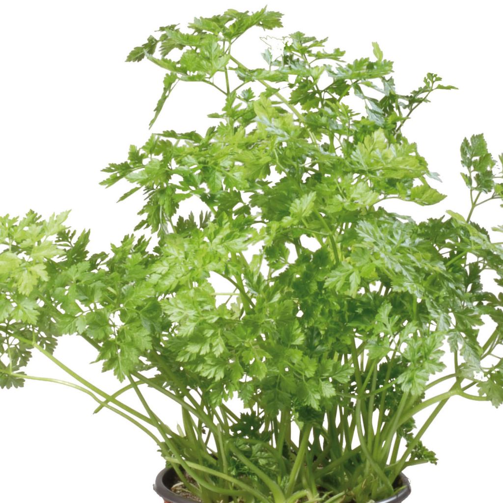 Curled Chervil