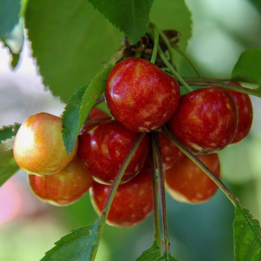 Prunus cerasus Bigarreau Coeur de Pigeon - Tart Cherry Tree