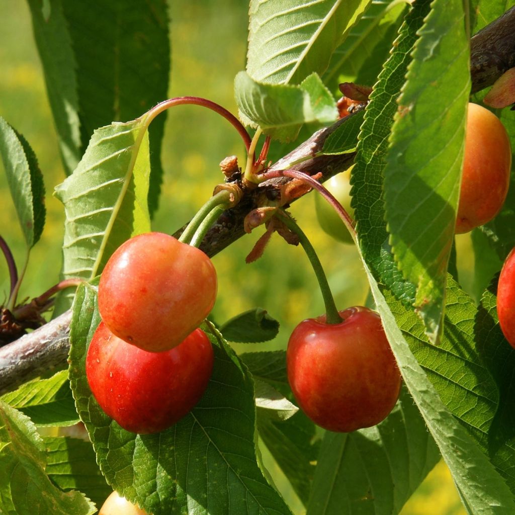 Prunus cerasus Bigarreau Coeur de Pigeon - Tart Cherry Tree