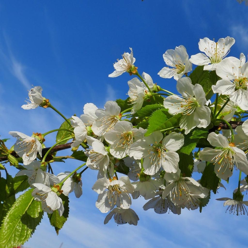 Prunus cerasus Bigarreau Coeur de Pigeon - Tart Cherry Tree