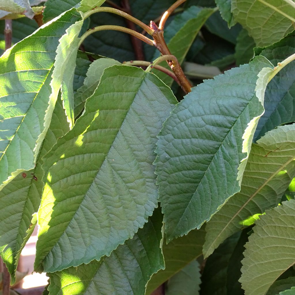 Prunus cerasus Bigarreau Hedelfingen - Tart Cherry Tree