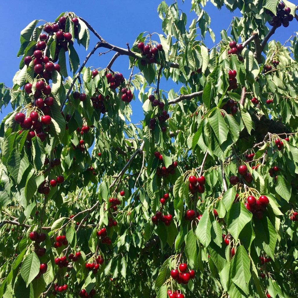 Prunus avium Bigarreau Sunburst - Cherry Tree
