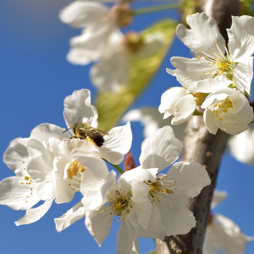 Prunus cerasus  Kelleriis15 - Tart Cherry