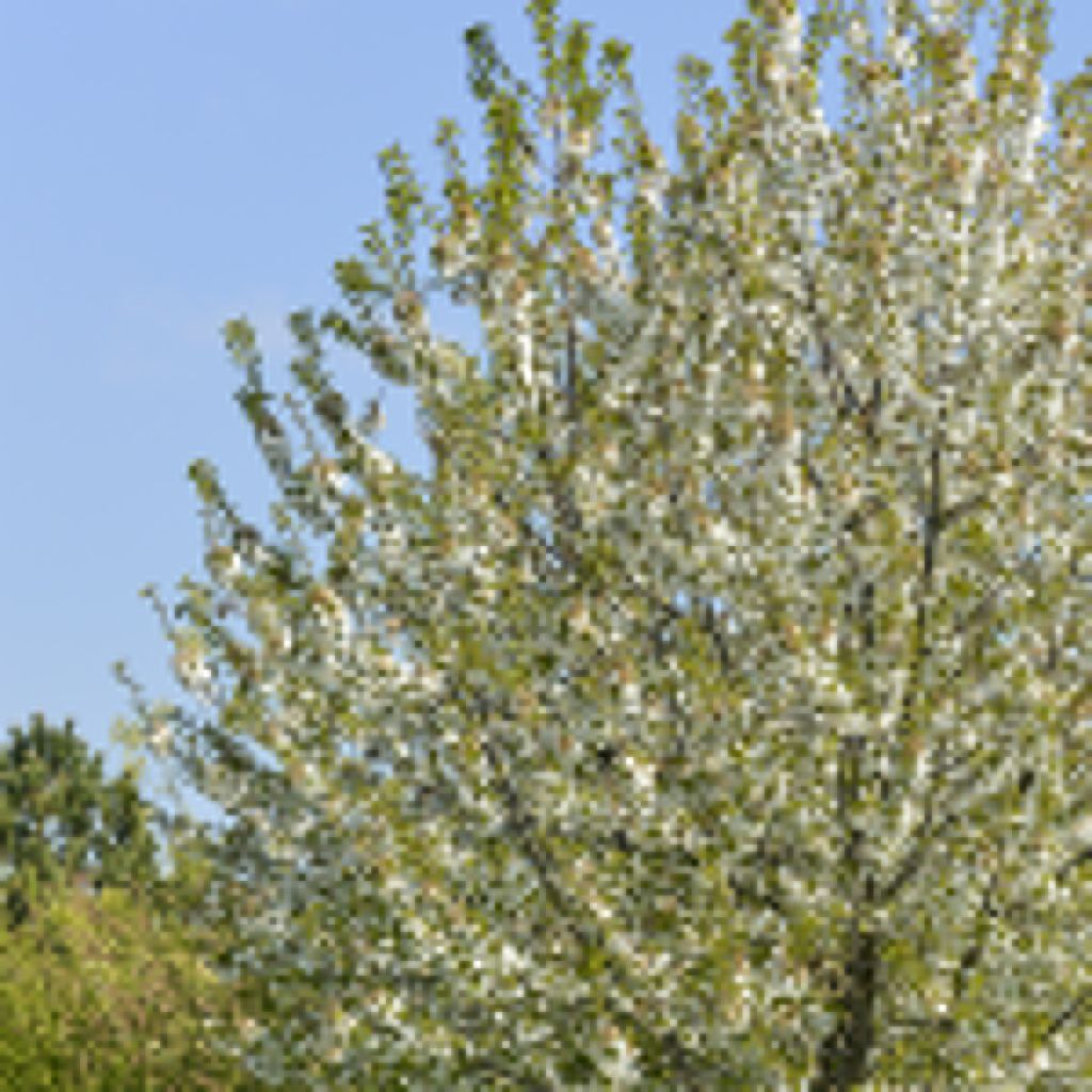 Prunus cerasus  Kelleriis15 - Tart Cherry