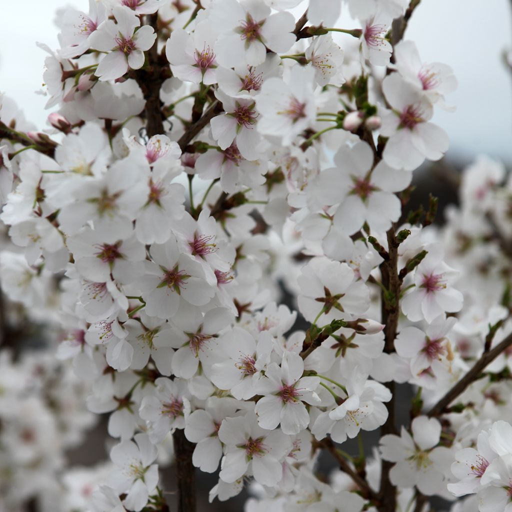 Prunus Royal Flame® - Ornemental Cherry Tree