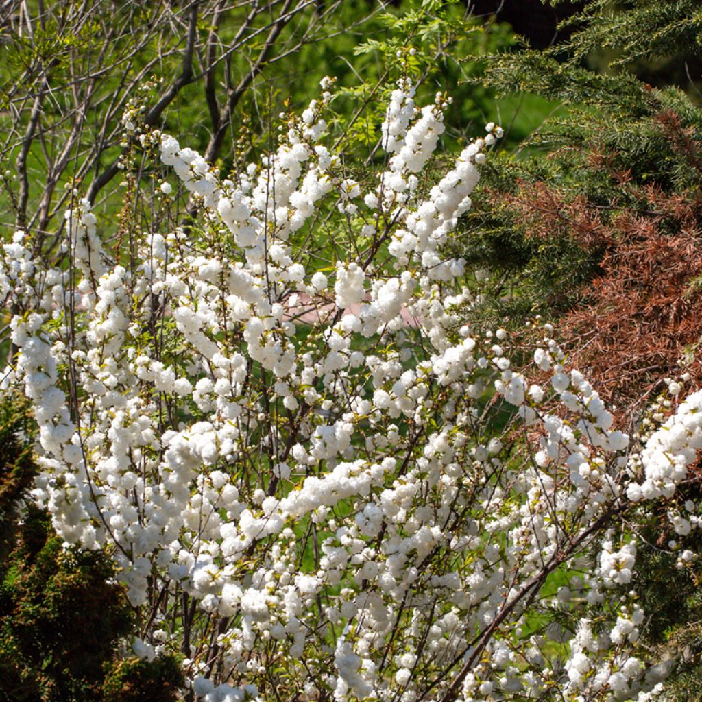 Prunus glandulosa Alba Plena - Dwarf flowering Almond