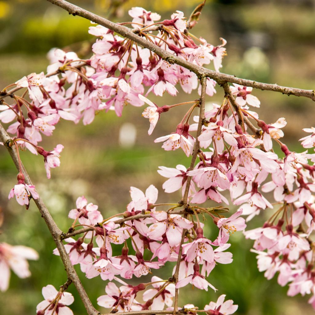 Prunus subhirtella Pendula Rubra - Wheeping Cherry
