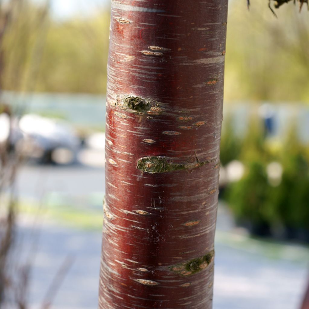 Prunus subhirtella Pendula Rubra - Wheeping Cherry