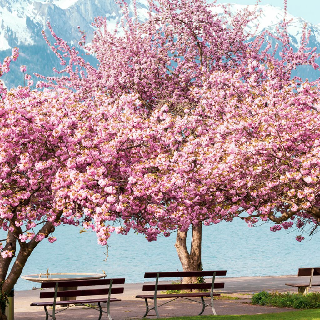Prunus serrulata Kanzan - Japanese Cherry