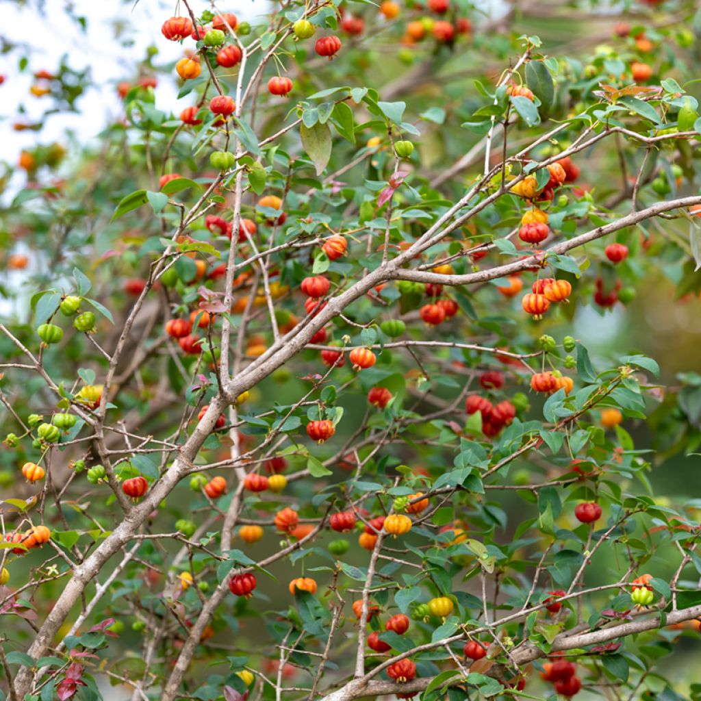 Eugenia uniflora - Cayenne cherry, Surinam cherry