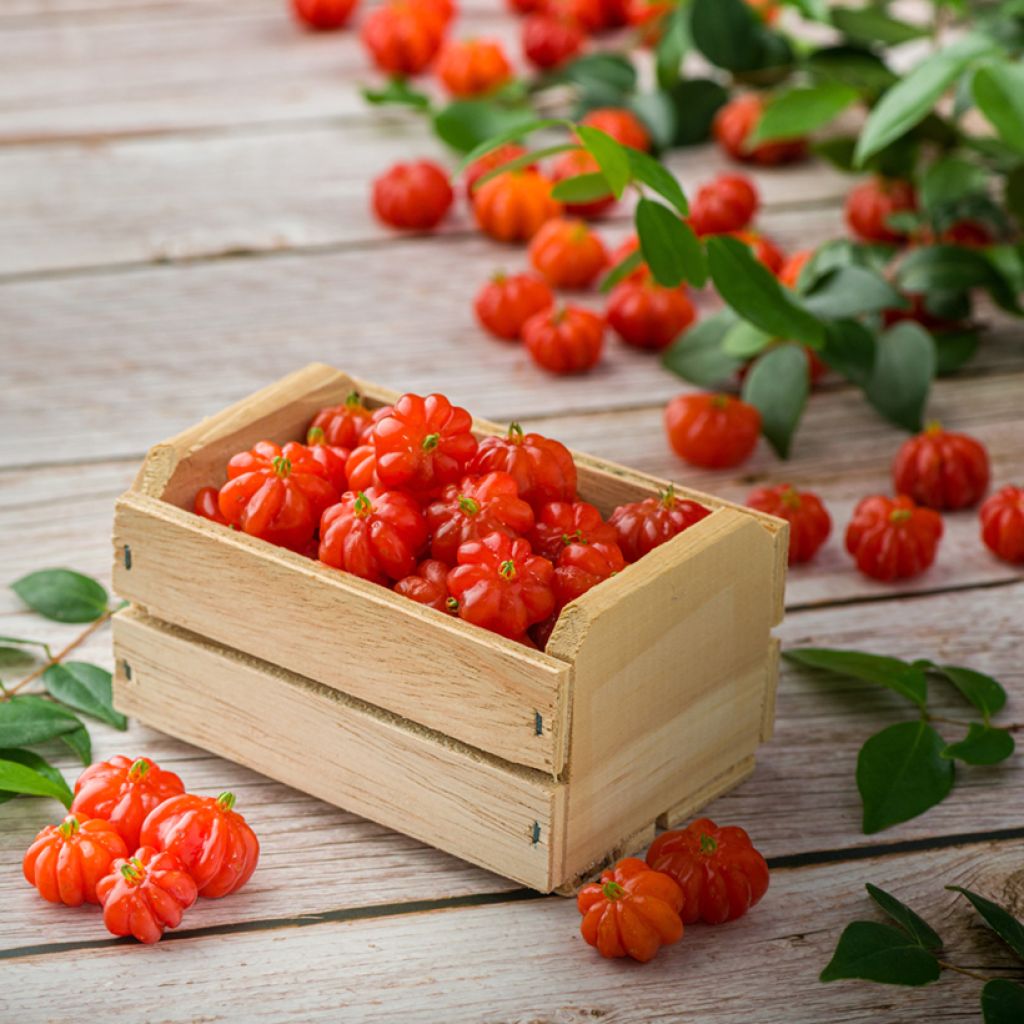 Eugenia uniflora - Cayenne cherry, Surinam cherry