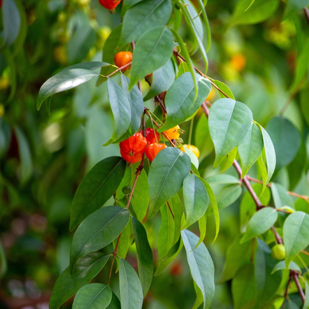 Eugenia uniflora - Cayenne cherry, Surinam cherry