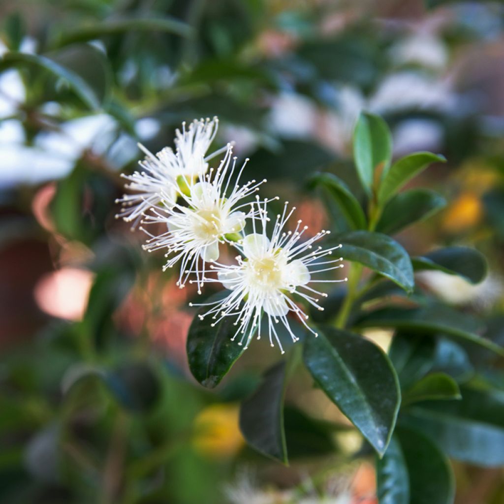 Eugenia uniflora - Cayenne cherry, Surinam cherry