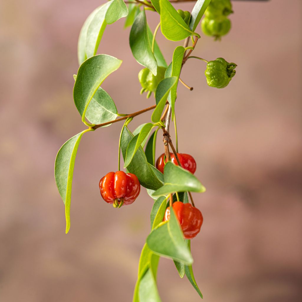 Eugenia uniflora - Cayenne cherry, Surinam cherry