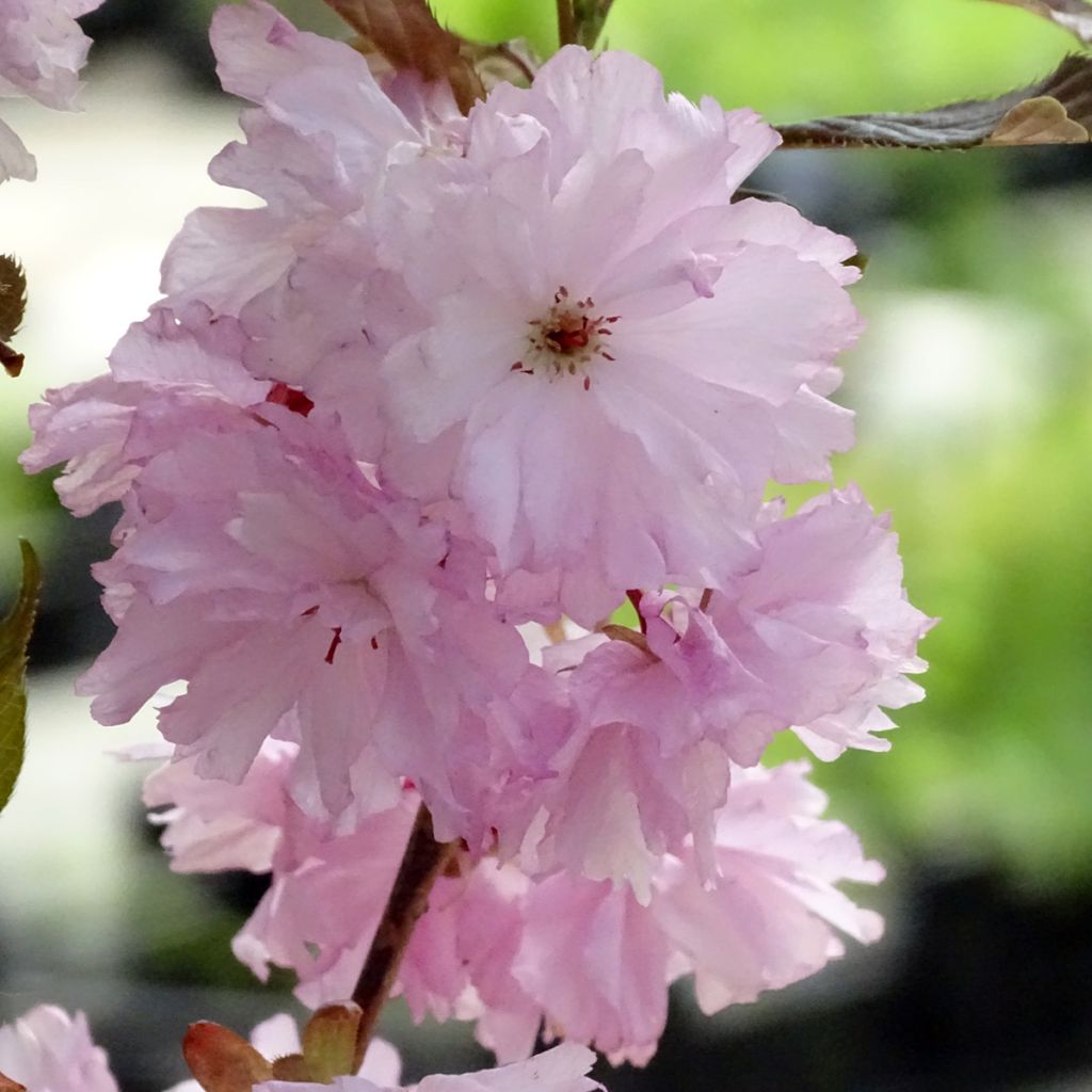 Prunus serrulata Royal Burgundy - Japanese Cherry