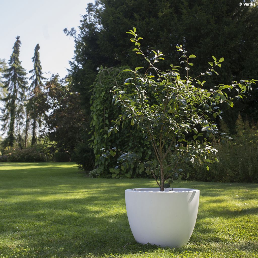 Prunus Cherry Baby - Dwarf Cherry