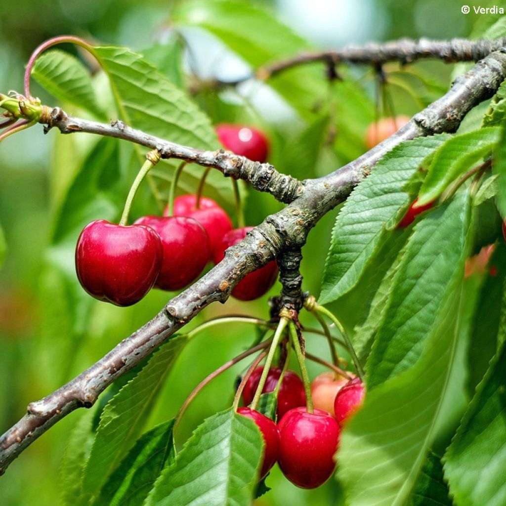 Prunus Cherry Baby - Dwarf Cherry