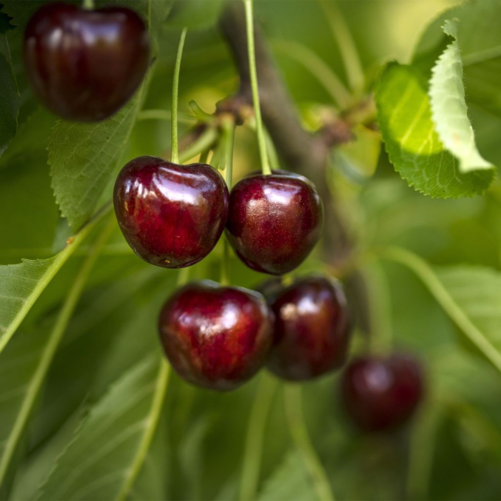 Prunus cerasus Fruit Me Cherry Me - Tart Cherry Tree