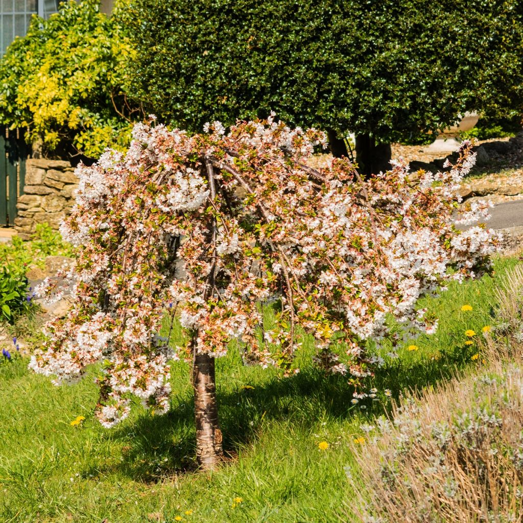 Prunus cerasus Fruit Me Cherry Me - Tart Cherry Tree