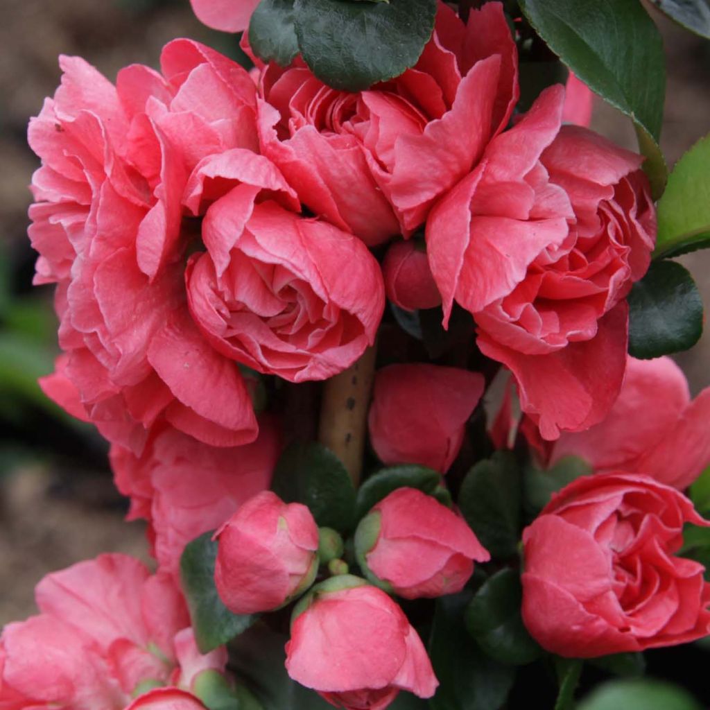 Chaenomeles speciosa Pink Storm - Flowering Quince