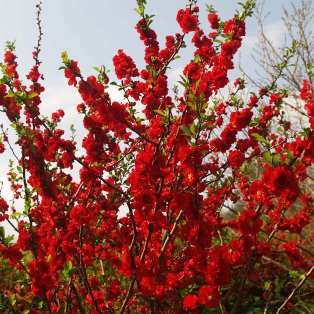 Chaenomeles speciosa Scarlet Storm - Flowering Quince