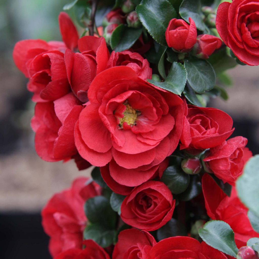 Chaenomeles speciosa Scarlet Storm - Flowering Quince