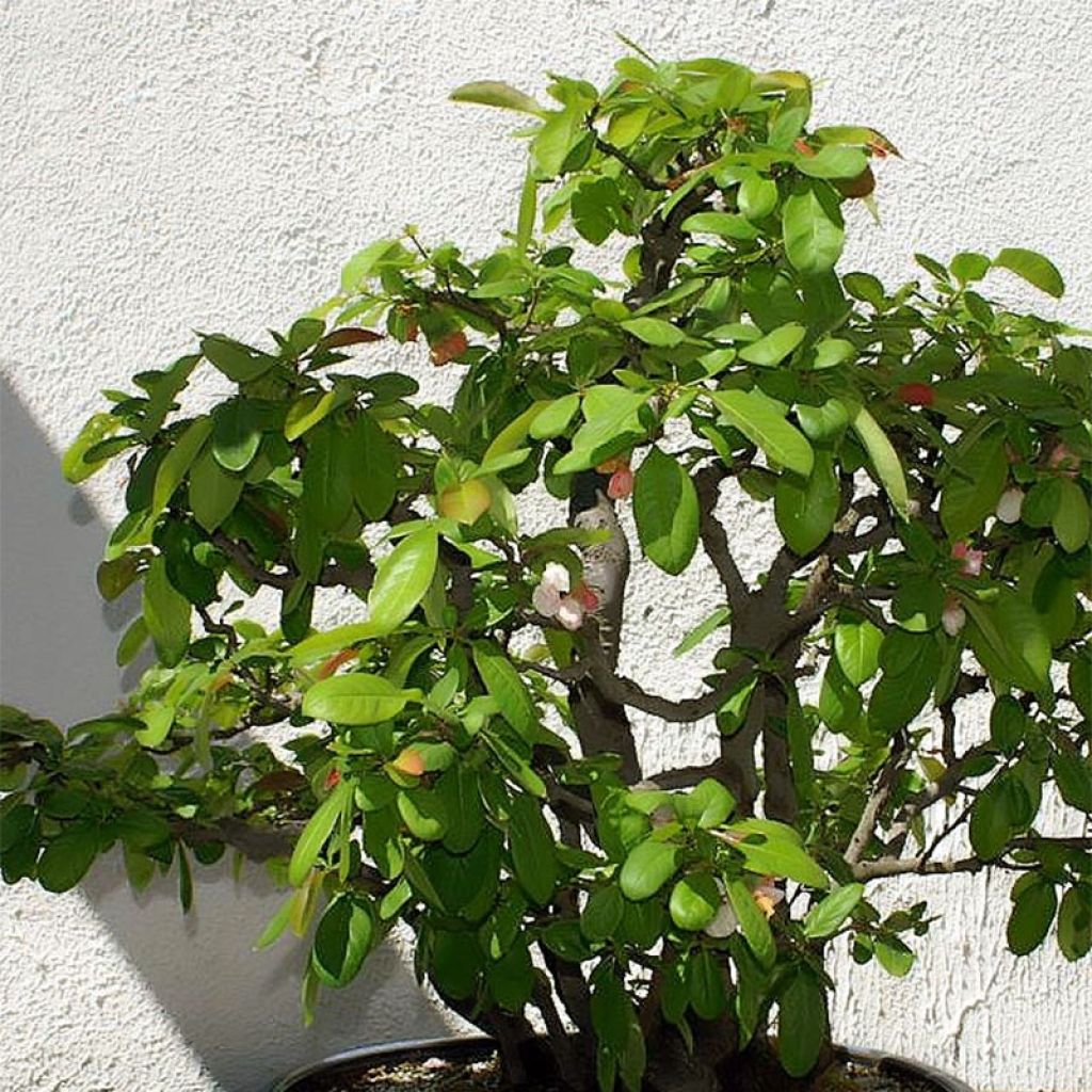 Chaenomeles speciosa Toyo-Nishiki - Flowering Quince