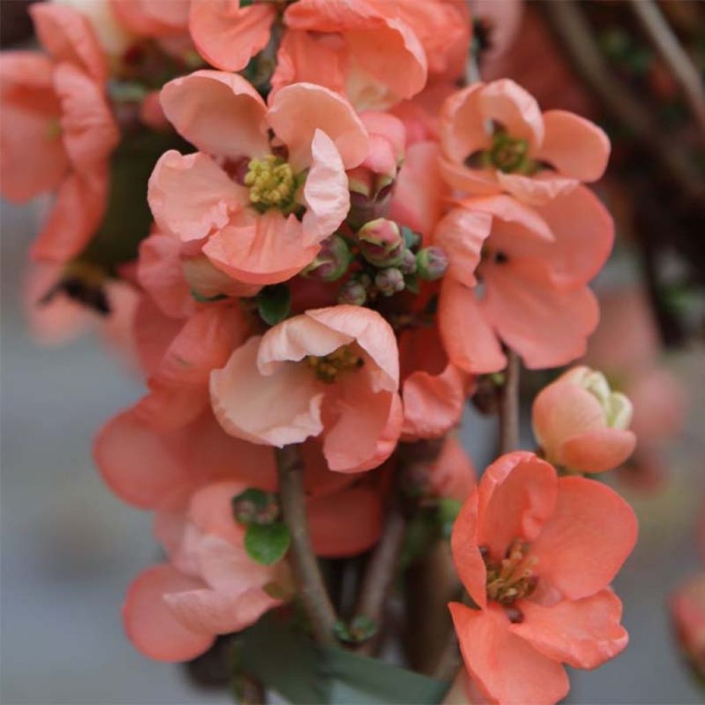 Chaenomeles superba Salmon Horizon - Flowering Quince