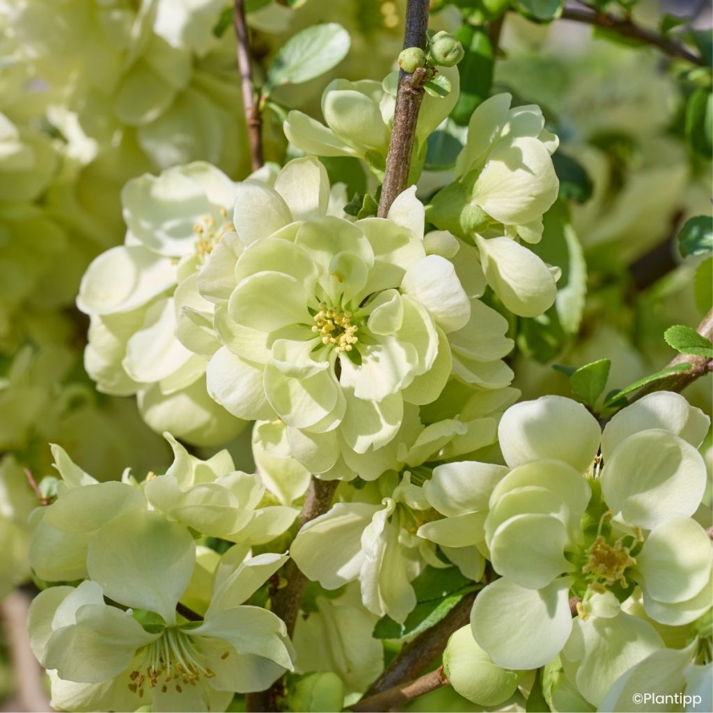 Chaenomeles speciosa Lemon Sorbet - Flowering Quince