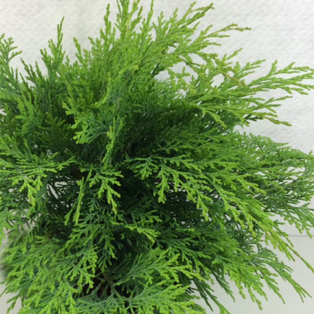 Chamaecyparis lawsoniana Mini Globus - Cyprès de Lawson nain