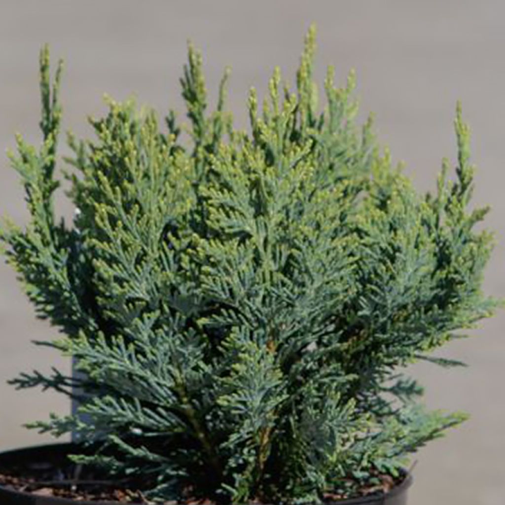 Chamaecyparis lawsoniana White Spot - Lawson Cypress