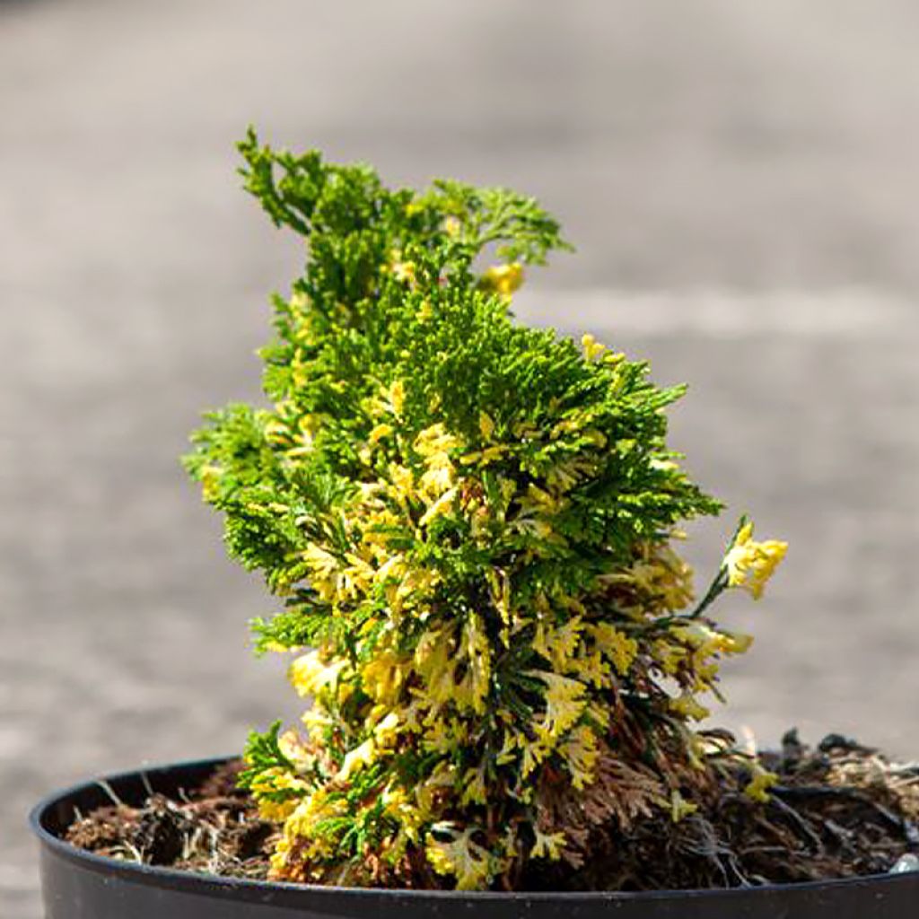 Chamaecyparis obtusa Baldwin Variegated - Hinoki Cypress