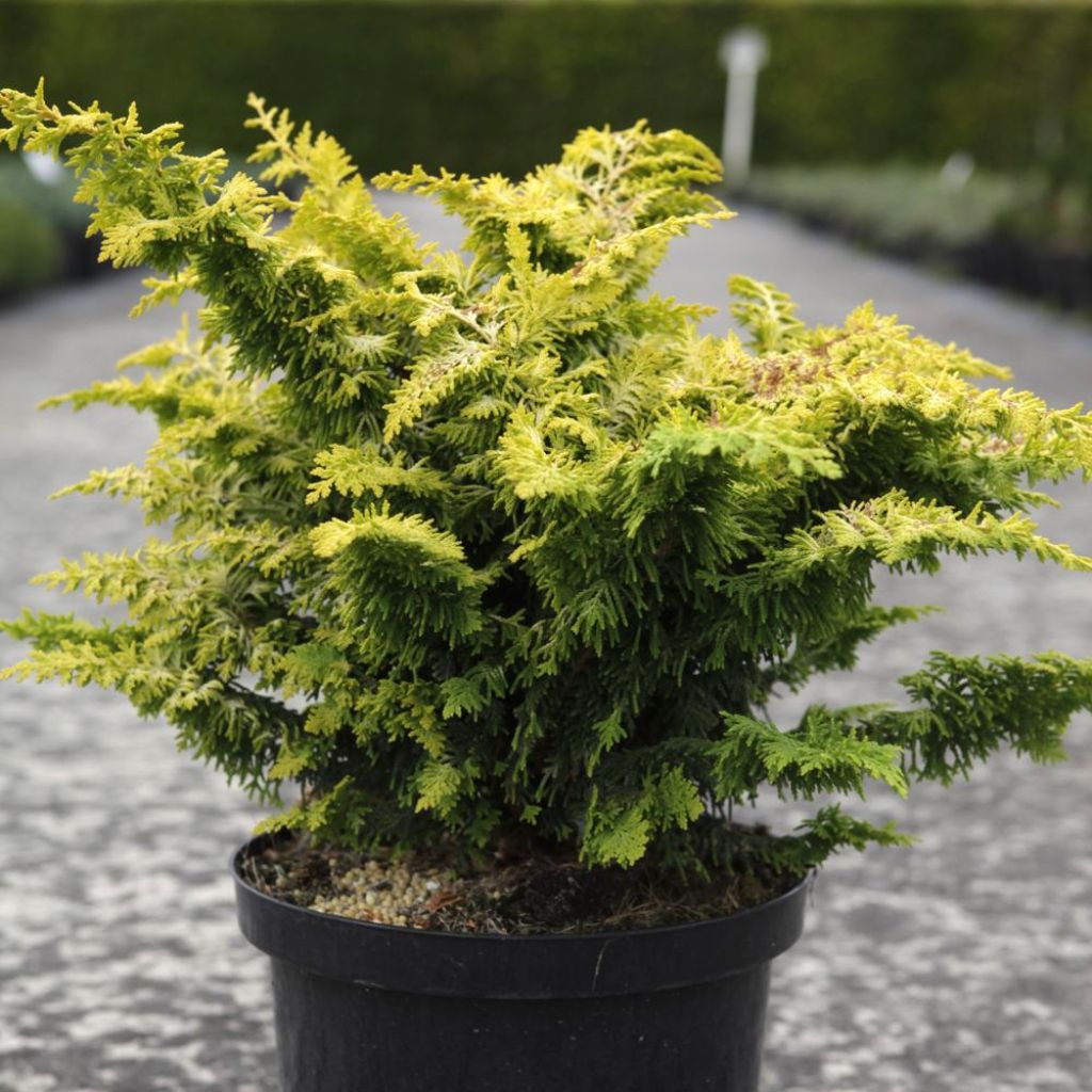 Chamaecyparis obtusa Fernspray Gold - Hinoki Cypress
