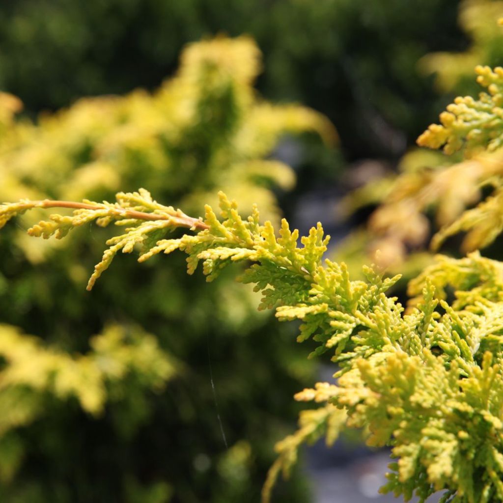 Chamaecyparis obtusa Fernspray Gold - Hinoki Cypress