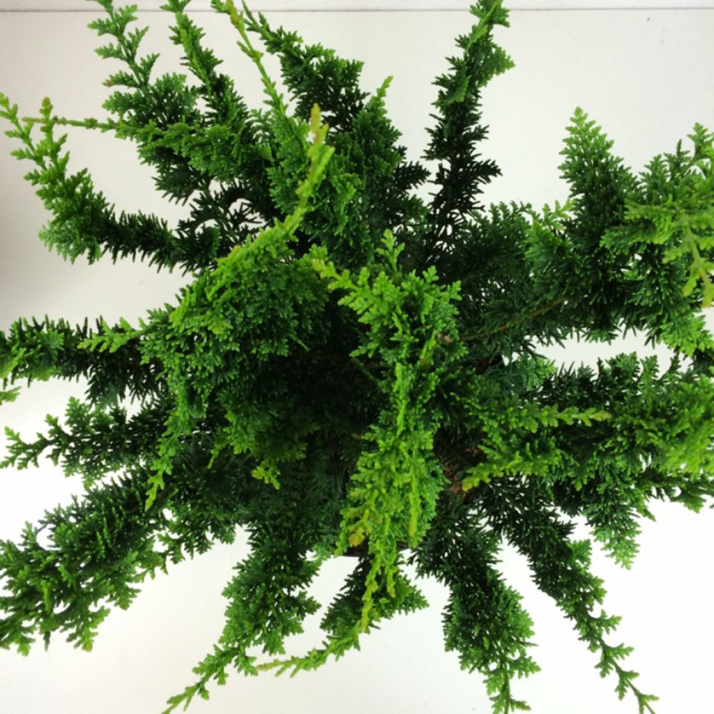 Chamaecyparis obtusa Teddy Bear - Hinoki Cypress