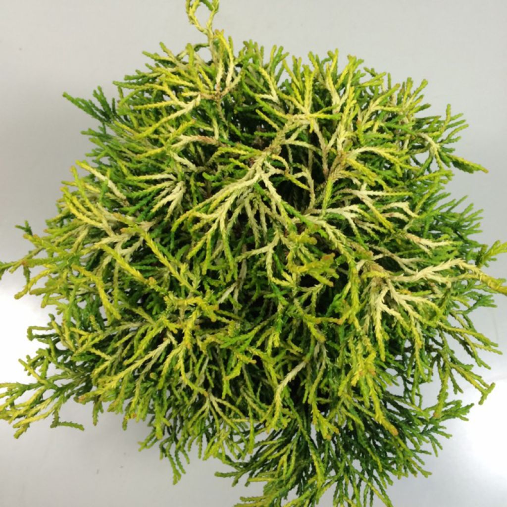 Chamaecyparis obtusa Tsatsumi Gold - Hinoki Cypress