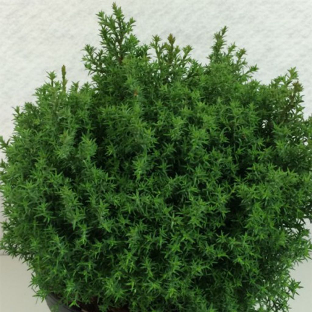 Chamaecyparis obtusa Wissel - Hinoki Cypress